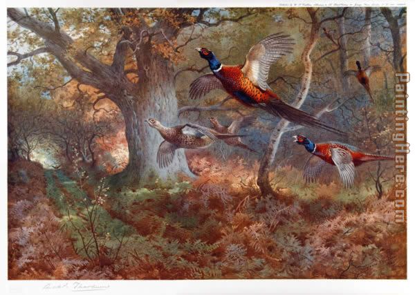 Pheasants Through the Oak Wood painting - Archibald Thorburn Pheasants Through the Oak Wood art painting